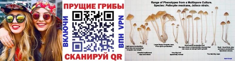 купить наркоту  Казань  Псилоцибиновые грибы Psilocybine cubensis 